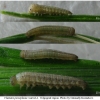 chaz persephone larva1 volg